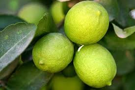 خرید لیمو ترش یزد + قیمت فروش استثنایی